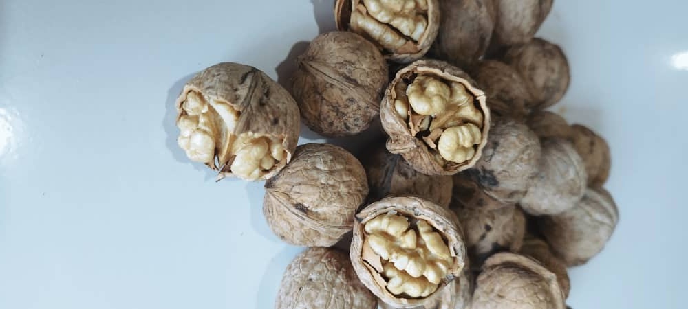 گردوی مراغه تک درخت لوکس ممتاز(کیلویی)